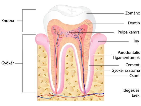 the tooth in the section